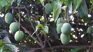 One Tree, 42 Mango Varieties: Dehradun's Fruity Wonder