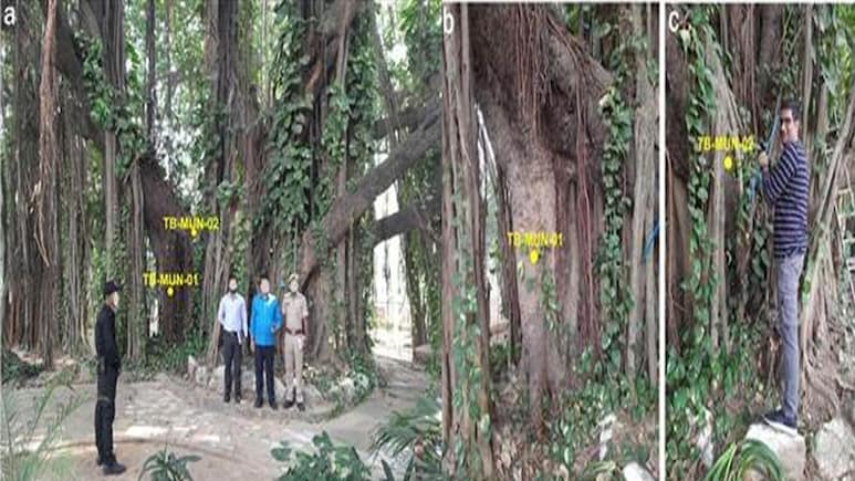 मुगल काल की सबसे बड़ी गलतफहमी हुई दूर! 700 साल पुराने बरगद ने खोले नए राज