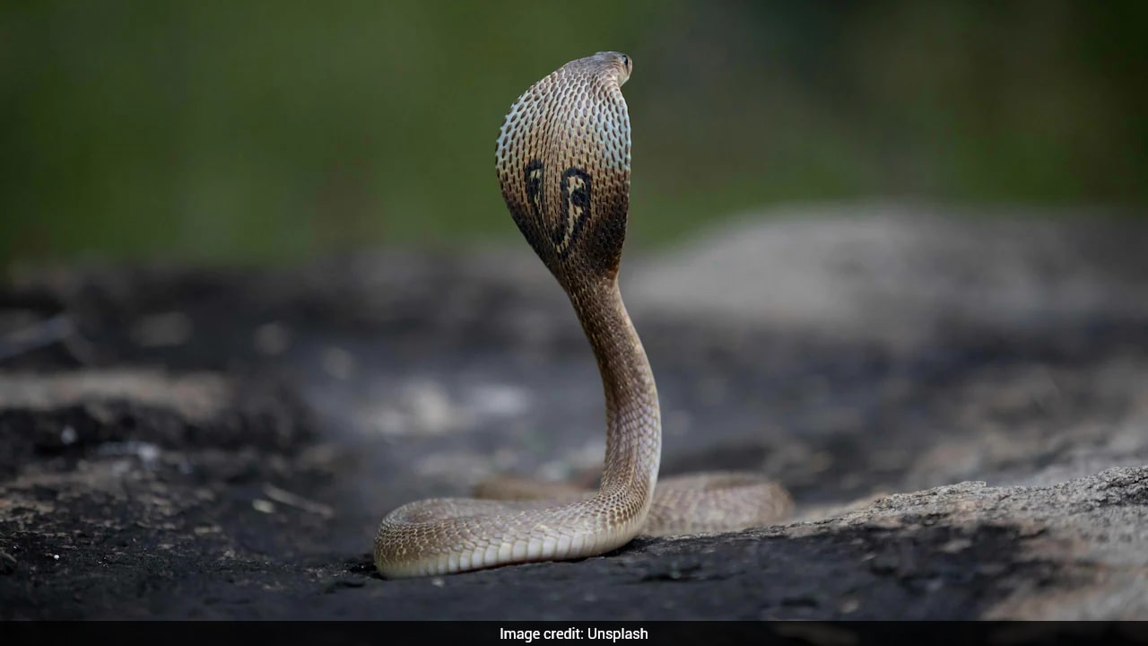 Chinese Woman Tries To Save Husband From Cobra Bite, Gets Poisoned Herself
