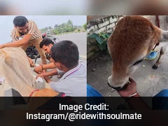 Kind Strangers Team Up To Save Wounded Calf On Busy Highway, Heartwarming Video Viral