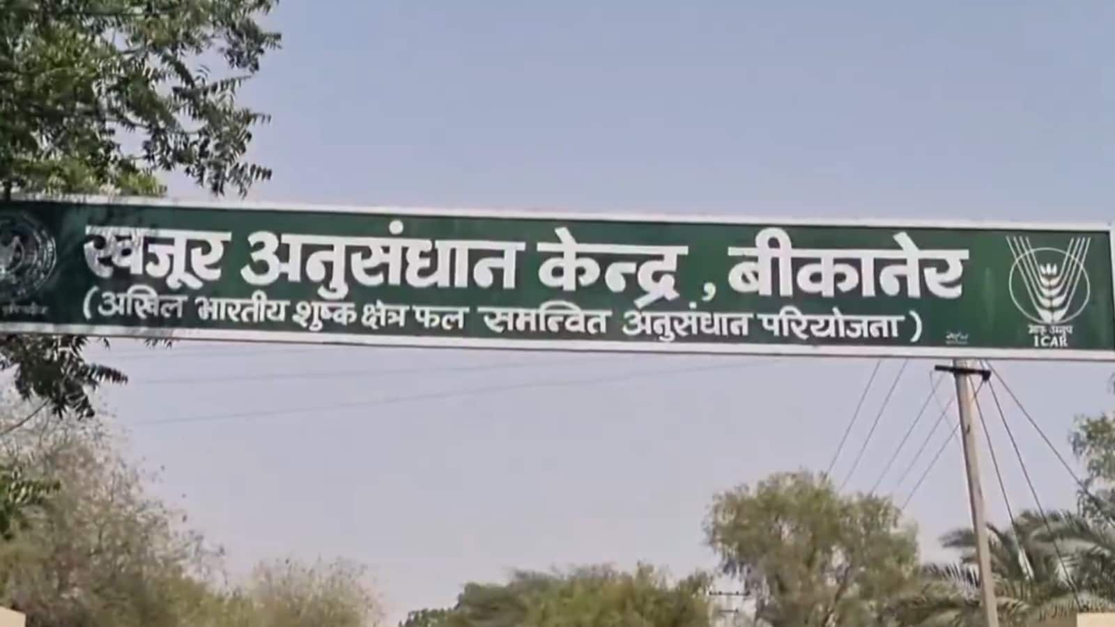 बीकानेर स्थित खजूर अनुसंधान केंद्र में उत्तम किस्मों का विकास किया जा रहा है बीकानेर स्थित खजूर अनुसंधान केंद्र में उत्तम किस्मों का विकास किया जा रहा है