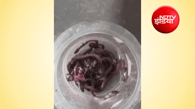 kushinagar news cobra rescue kushinagar news cobra rescue