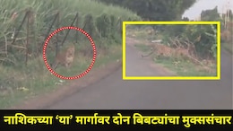 Nashik News: नाशिककरांनो, आताच सावध व्हा, 'या' भागात फिरतायत एक नव्हे दोन बिबटे, थक्क करणारा व्हिडीओ