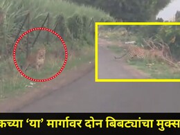 Nashik News: नाशिककरांनो, आताच सावध व्हा, 'या' भागात फिरतायत एक नव्हे दोन बिबटे, थक्क करणारा व्हिडीओ