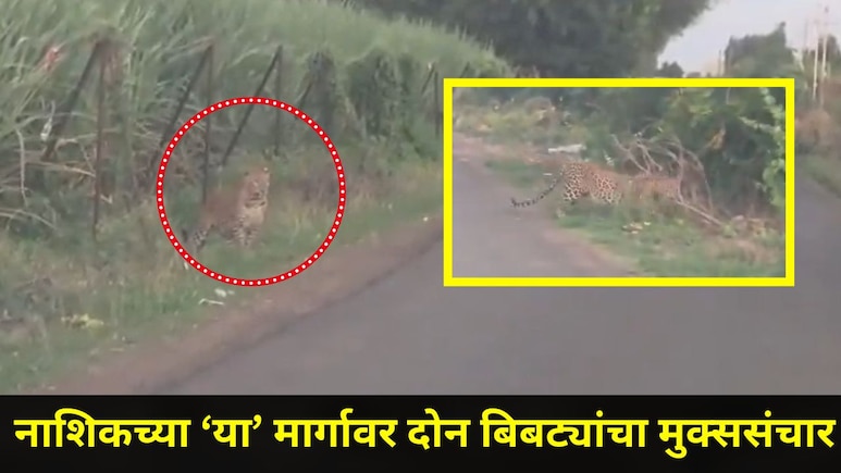 Nashik News: नाशिककरांनो, आताच सावध व्हा, 'या' भागात फिरतायत एक नव्हे दोन बिबटे, थक्क करणारा व्हिडीओ