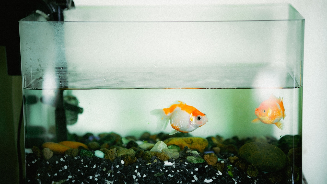 Which food do you want to choose for your aquarium fish?