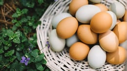 Which City Is Known As The Egg Capital Of India?