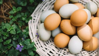Which City Is Known As The Egg Capital Of India?