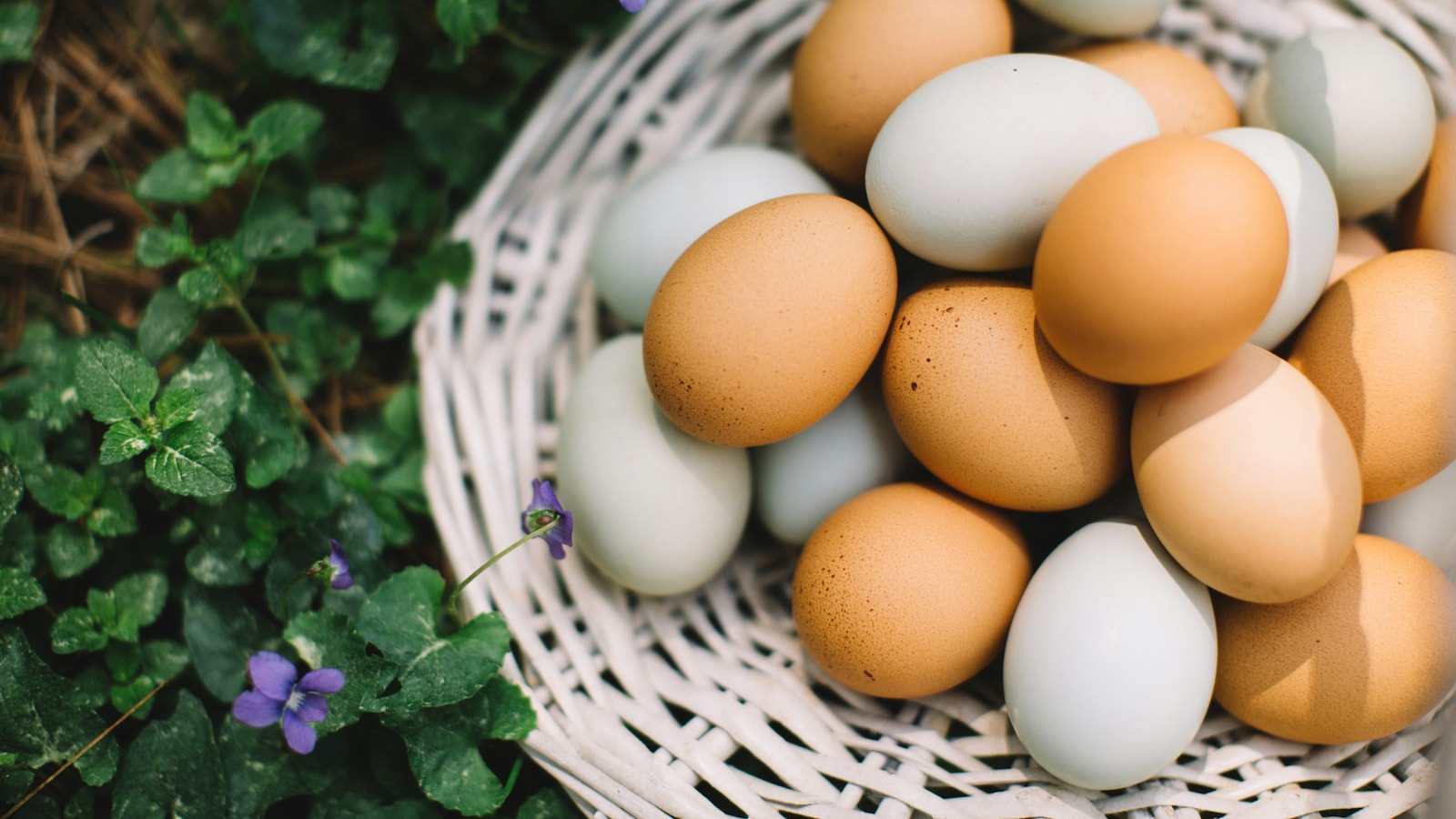 Which City Is Known As The Egg Capital Of India?