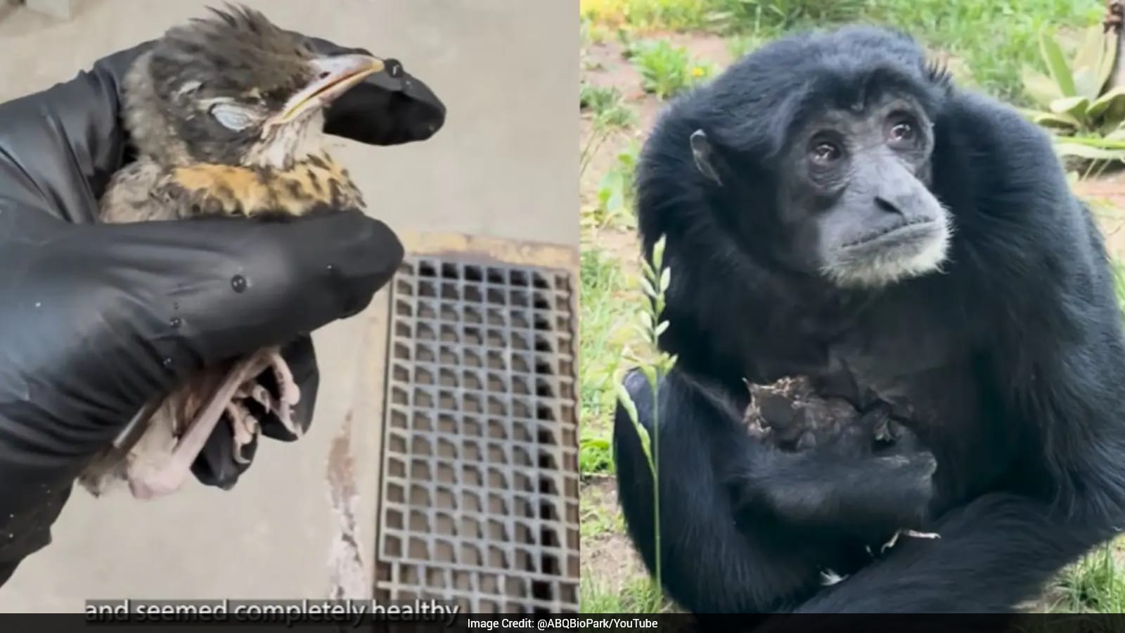 Watch: Ape Cares For Baby Bird After It Lands In Her Enclosure At US Zoo