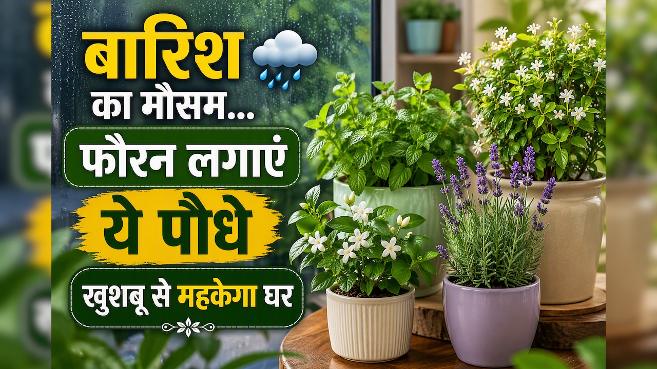 बरसात के मौसम में लगा लें ये फूलों वाले पौधे, पूरे घर में महक जाएगी खुशबू