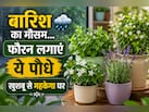 बरसात के मौसम में लगा लें ये फूलों वाले पौधे, पूरे घर में महक जाएगी खुशबू