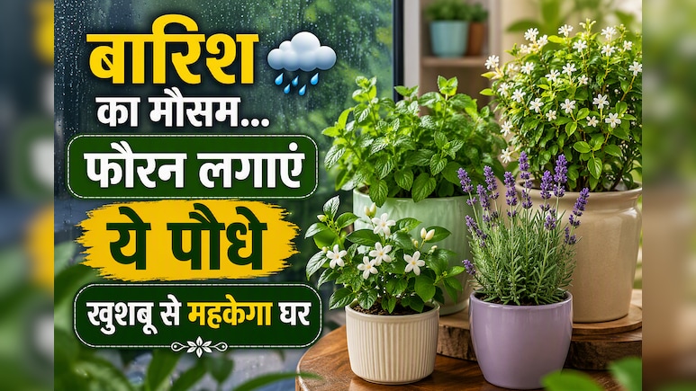 बरसात के मौसम में लगा लें ये फूलों वाले पौधे, पूरे घर में महक जाएगी खुशबू