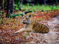 बाघों की मौत पर HC सख्त, NTCA से मांगा 10 साल के फंड का हिसाब, सभी टाइगर रिजर्व में CDV की रोकथाम के निर्देश