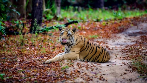 बाघों की मौत पर HC सख्त, NTCA से मांगा 10 साल के फंड का हिसाब, सभी टाइगर रिजर्व में CDV की रोकथाम के निर्देश