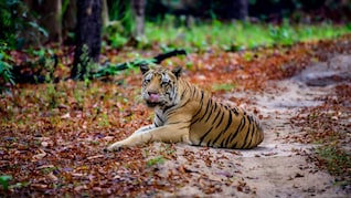 बाघों की मौतों पर HC सख्त, NTCA से मांगा 10 साल के फंड का हिसाब, सभी टाइगर रिजर्व में CDV की रोकथाम के निर्देश