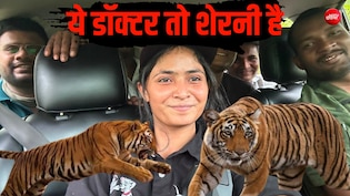 ये डॉक्टर तो शेरनी निकली, पिंजरे में घुसकर नरभक्षी बाघिन को किया काबू, 3 महीने से दहशत में थे ग्रामीण