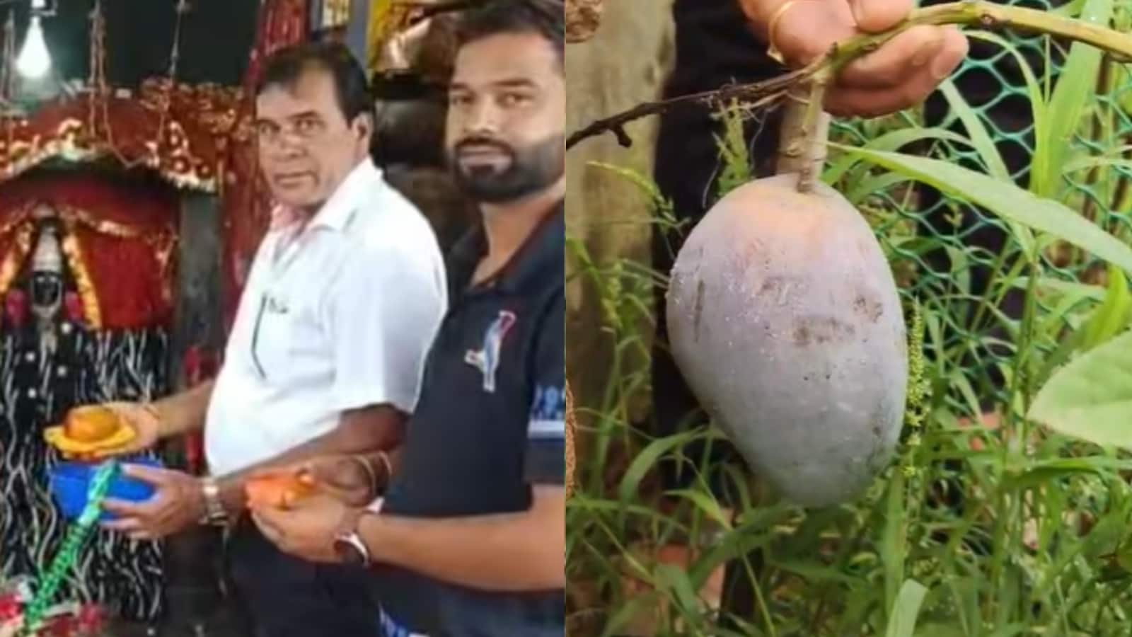किसान ने आष्टा के काली मंदिर में चढ़ाए मियाजाकी आम के पहले फल. किसान ने आष्टा के काली मंदिर में चढ़ाए मियाजाकी आम के पहले फल.