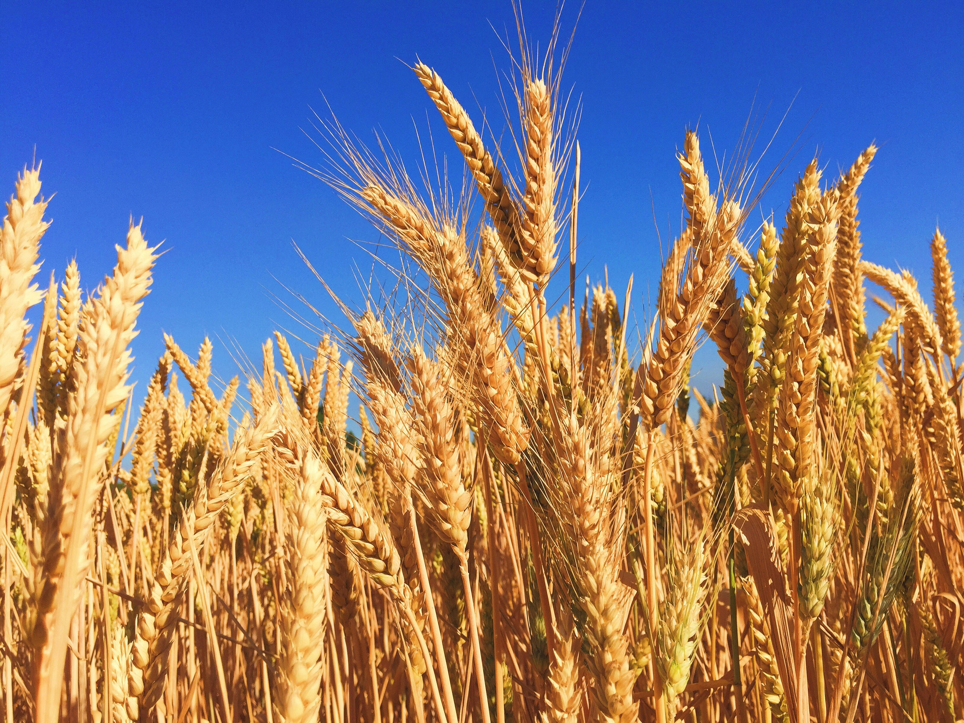 Why Jalandhar Is Known As The 'Granary Of India'