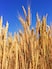 Why Jalandhar Is Known As The 'Granary Of India'