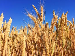 Why Jalandhar Is Known As The 'Granary Of India'