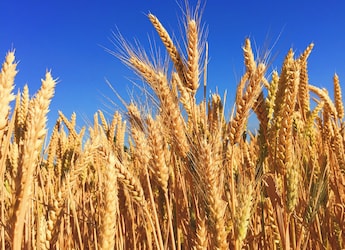 Why Jalandhar Is Known As The 'Granary Of India'