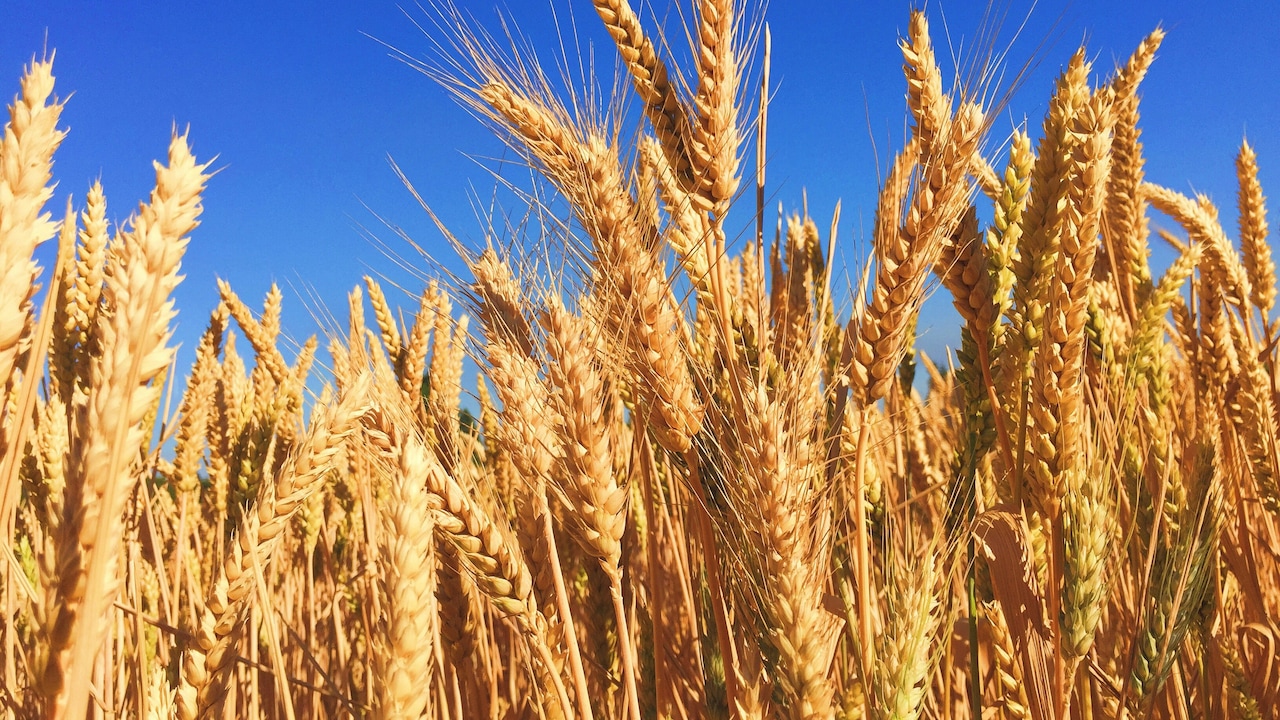 Why Jalandhar Is Known As The 'Granary Of India'