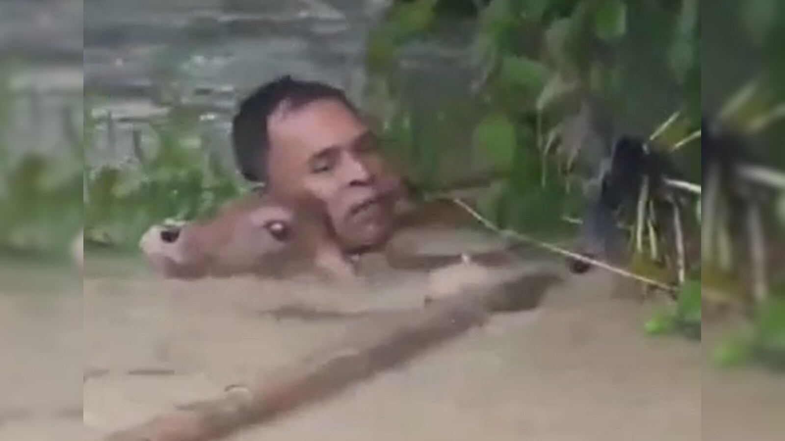 Assam Floods: Man Risks Life to Save Calf