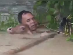 Video: Assam Man Risks Life In Neck-Deep Floodwater To Save Drowning Calf
