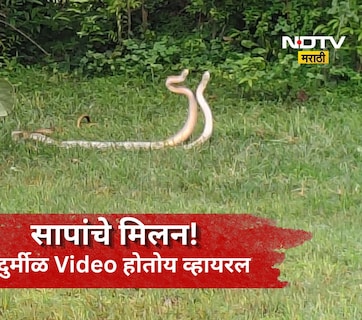 Viral Video: निसर्गाचा अद्भूत चमत्कार! सापांचा प्रणय कॅमेऱ्यात कैद, भंडाऱ्याचा Video होतोय व्हायरल