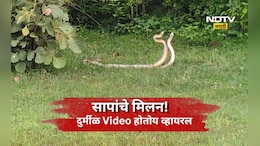 Viral Video: निसर्गाचा अद्भूत चमत्कार! सापांचा प्रणय कॅमेऱ्यात कैद, भंडाऱ्याचा Video होतोय व्हायरल