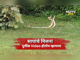Viral Video: निसर्गाचा अद्भूत चमत्कार! सापांचा प्रणय कॅमेऱ्यात कैद, भंडाऱ्याचा Video होतोय व्हायरल