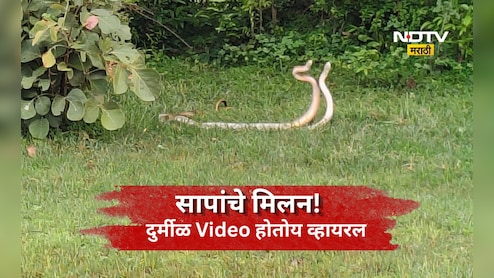 Viral Video: निसर्गाचा अद्भूत चमत्कार! सापांचा प्रणय कॅमेऱ्यात कैद, भंडाऱ्याचा Video होतोय व्हायरल