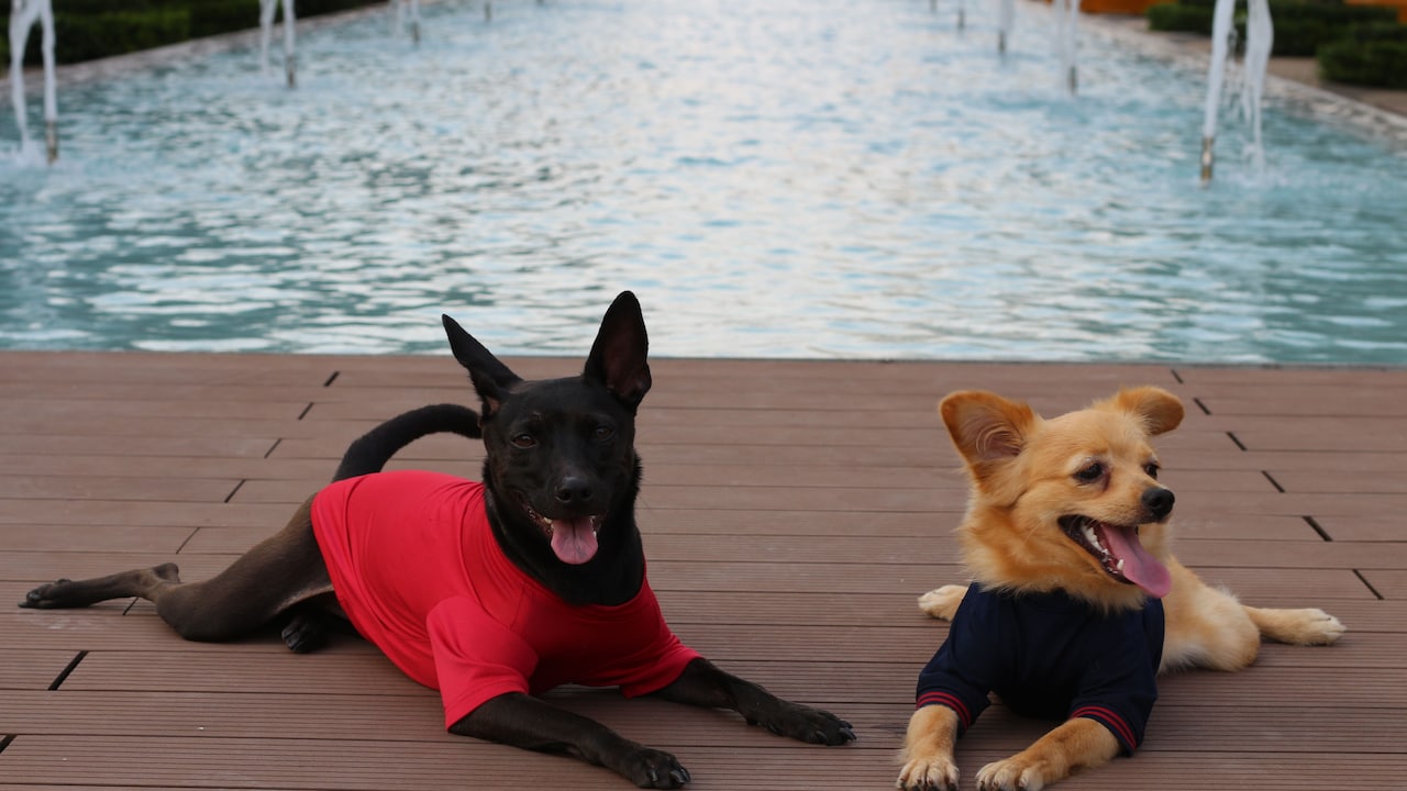 Which dog clothes will you choose for your pet?