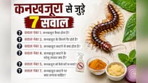 कनखजूरा काट ले तो घबराएं नहीं, तुरंत करें ये काम! डॉक्टर से जानें क्या लगाना सही है और क्या गलत