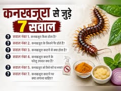 कनखजूरा काट ले तो घबराएं नहीं, तुरंत करें ये काम! डॉक्टर से जानें क्या लगाना सही है और क्या गलत
