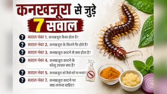 कनखजूरा काट ले तो घबराएं नहीं, तुरंत करें ये काम! डॉक्टर से जानें क्या लगाना सही है और क्या गलत