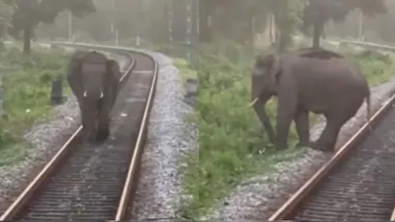 यह AI सिस्टम हाथियों और ट्रेनों की टक्कर को रोकने में करेगा मदद, जानिए क्या है रेलवे की गजराज सुरक्षा