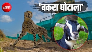 कूनो में 'बकरा घोटाला': चीतों को खिलाए जा रहे 30 किलो के बकरे को 90KG का बताकर हो रहा करोड़ों का खेल&nbsp;