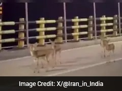 Watch: Deer Seek Refuge On Iran's Kharg Island Amid US Bombing Explosions