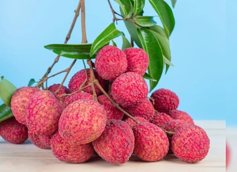 India Exports Uttarakhand Litchi To Italy. What Makes The Dehradun Variety Special?