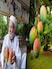 How India's 'Mango Man' Grew More Than 300 Types Of Mangoes On One Tree