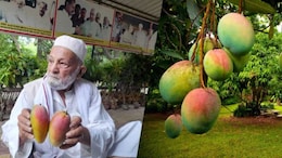 How India's 'Mango Man' Grew More Than 300 Types Of Mangoes On Just One Tree
