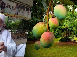How India's 'Mango Man' Grew More Than 300 Types Of Mangoes On Just One Tree