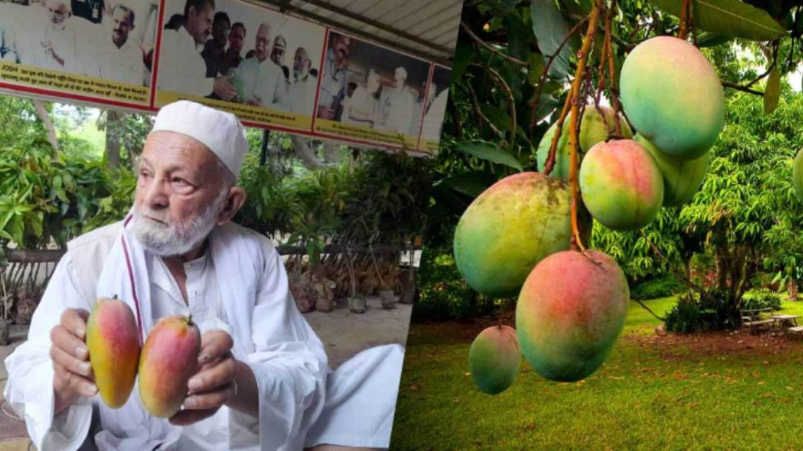How Indias Mango Man Grew More Than 300 Types Of Mangoes On Just One Tree