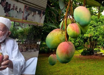 How India's 'Mango Man' Grew More Than 300 Types Of Mangoes On Just One Tree