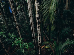 Man, 79, Rescued After Surviving 9 Days In Russian Wilderness