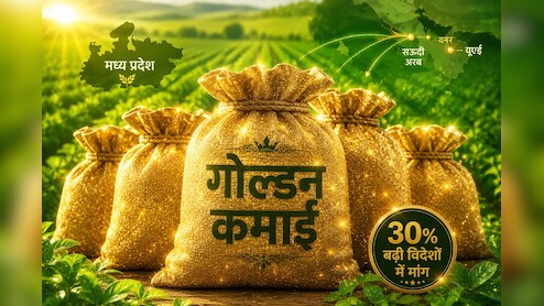 MP का 'गोल्डेन ग्रेन' बना ग्लोबल स्टार, खाड़ी के देश हो रहे दीवाने, बदल रही किसानों की किस्मत