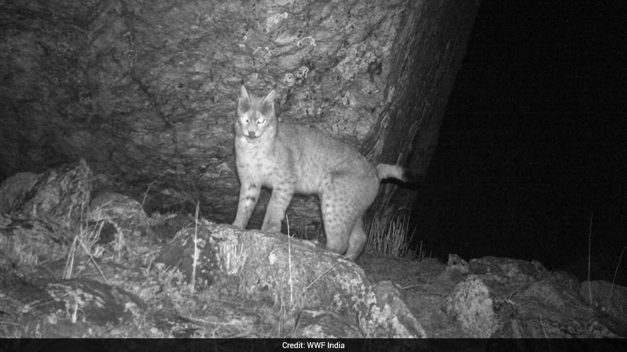 Rare Eurasian Lynx Spotted in Sikkim via Camera Trap, Expanding Range