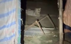 Lion Snatches Boy, 11, From Hill In Gujarat, Mauls Him To Death In Forest